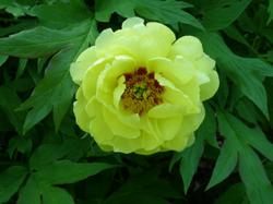 Use local Rochester New York Perennial Flowers on your wedding day